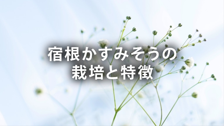 宿根かすみそうの栽培と特徴