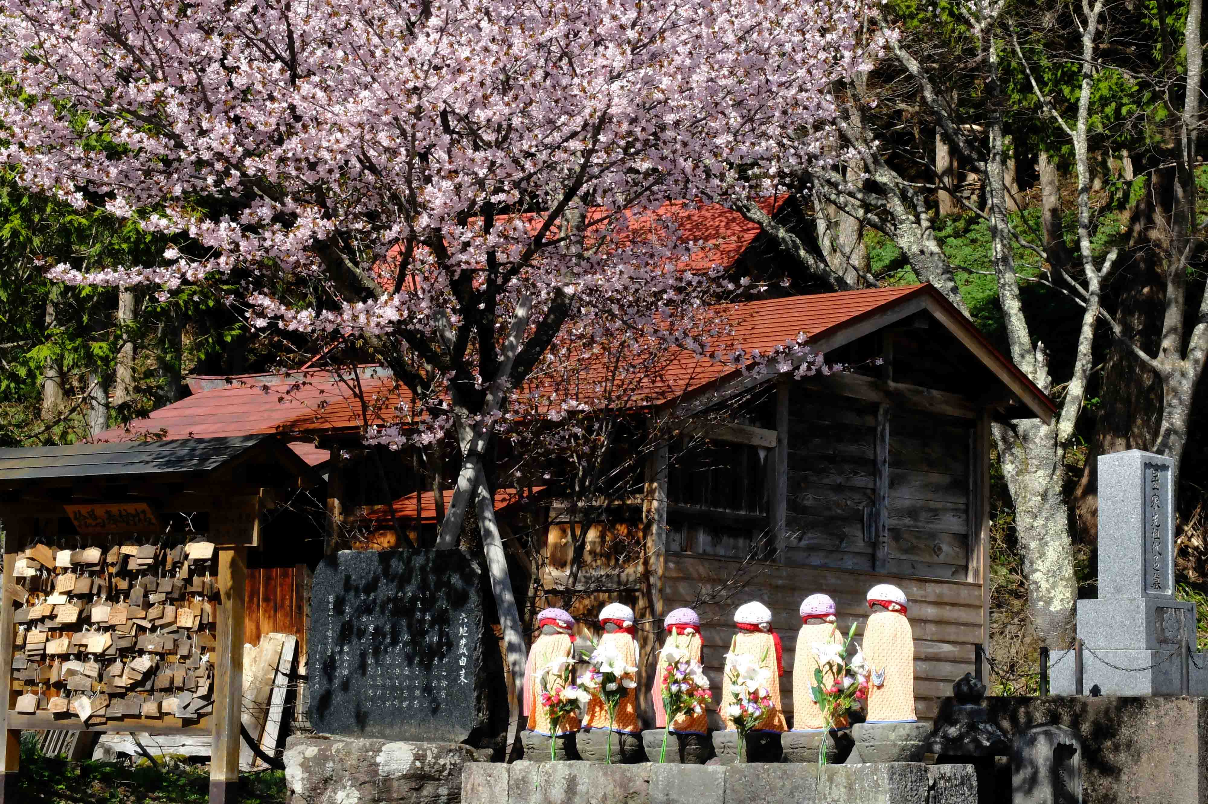 六地蔵の桜