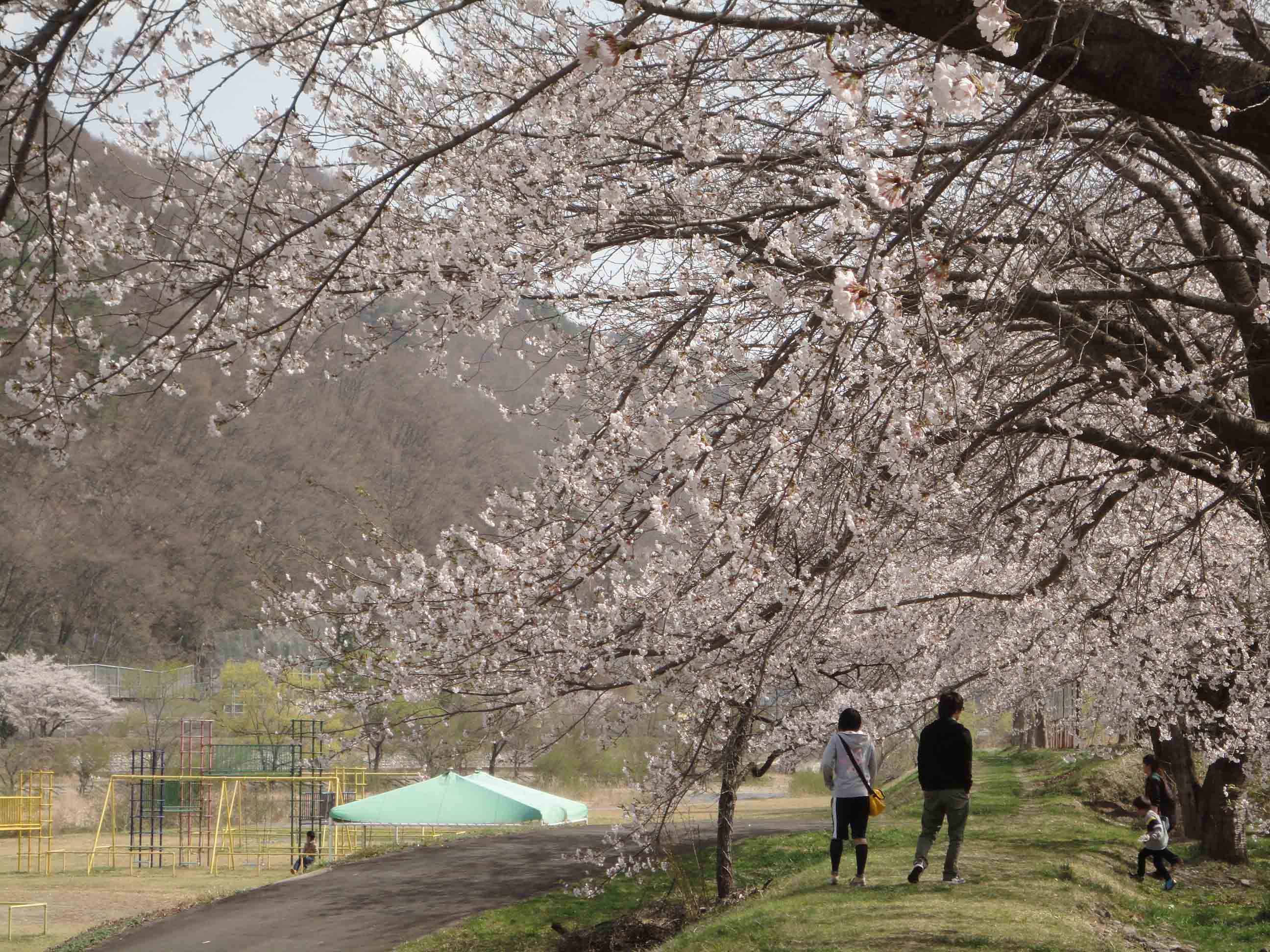 南会津町の桜