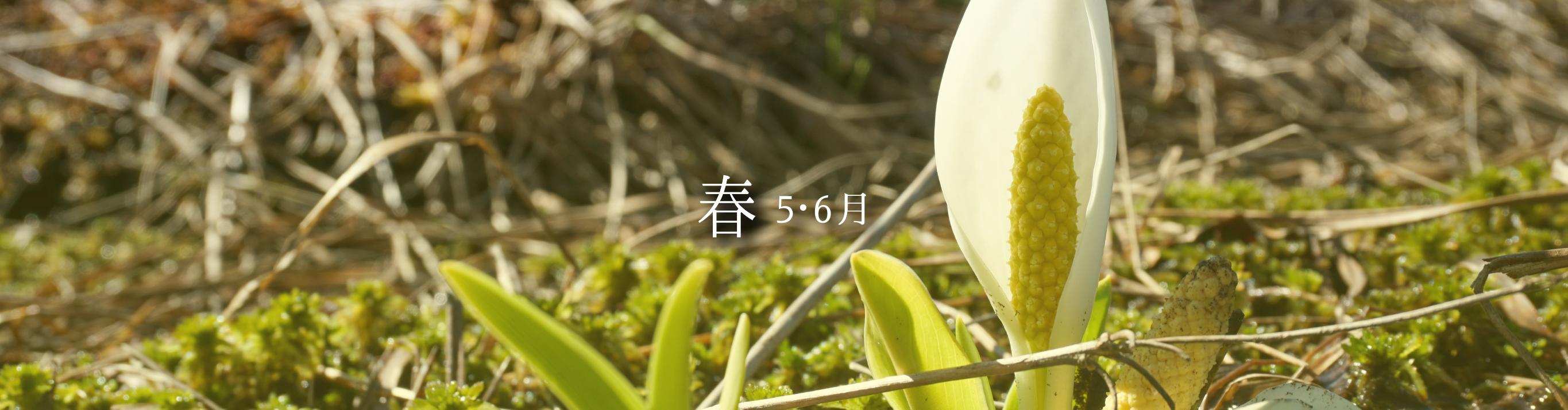 春5・6月