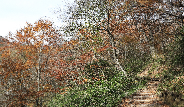 整備された登山道。岩場などはなく比較的登りやすいといえます。