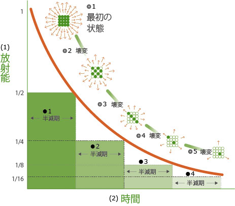 半減期を表したグラフ