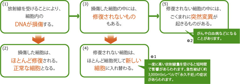 放射線を受けた影響を表した図