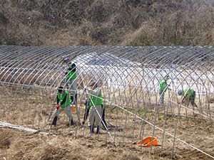 ビニールハウスの撤去作業