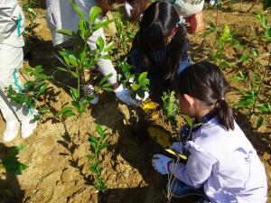 植樹会場の様子