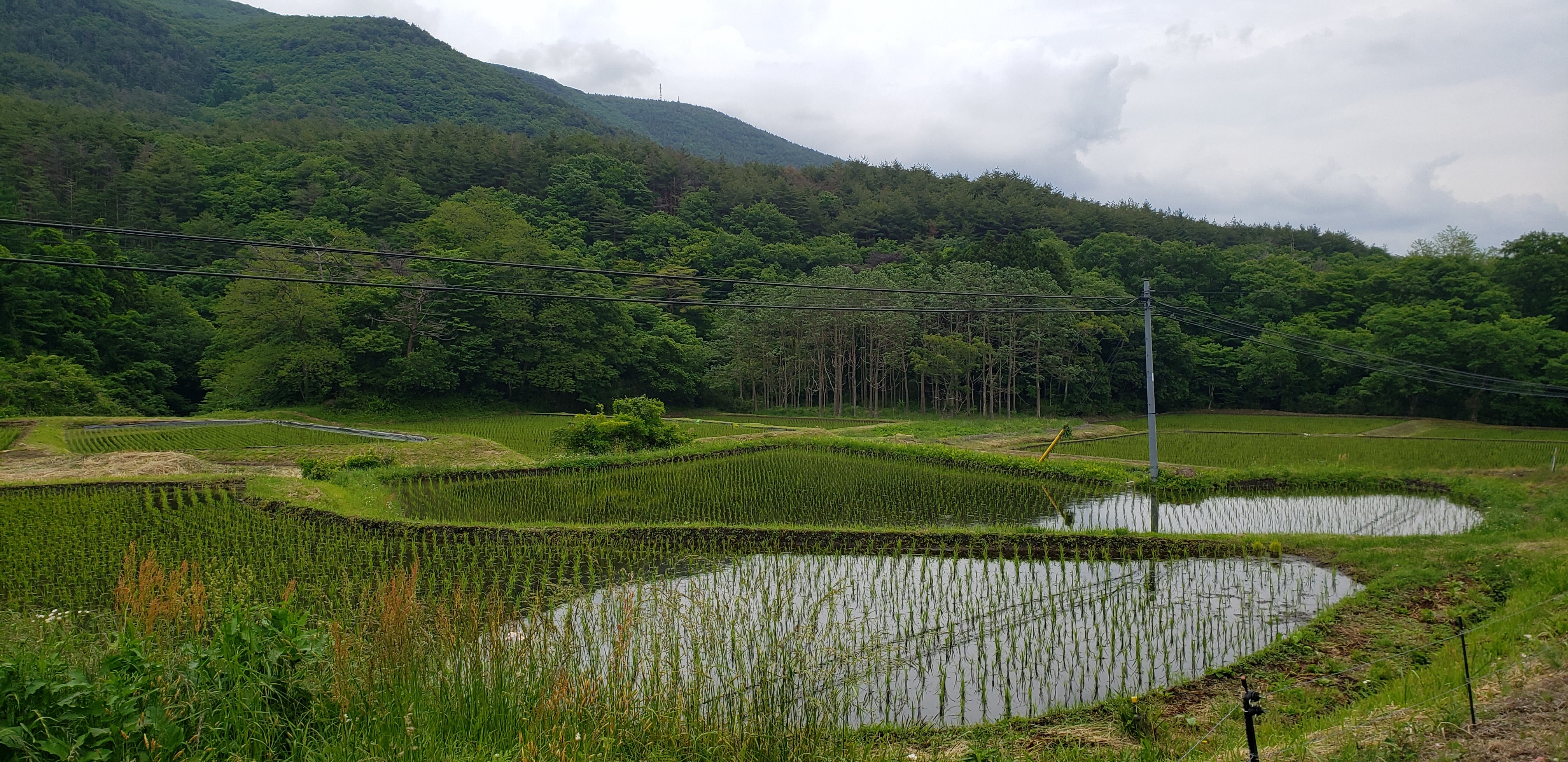 熱海町石筵の棚田写真