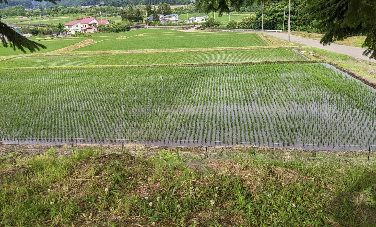 渋谷の棚田