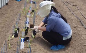 カラー定植の様子