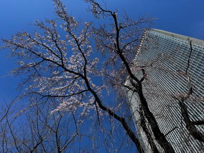 三春滝桜の子孫樹